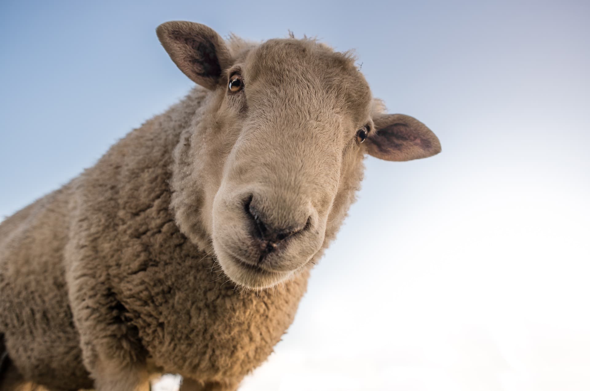 ¿Conoces La Relación Entre La Leche De Oveja Y La Salud De Los Más ...