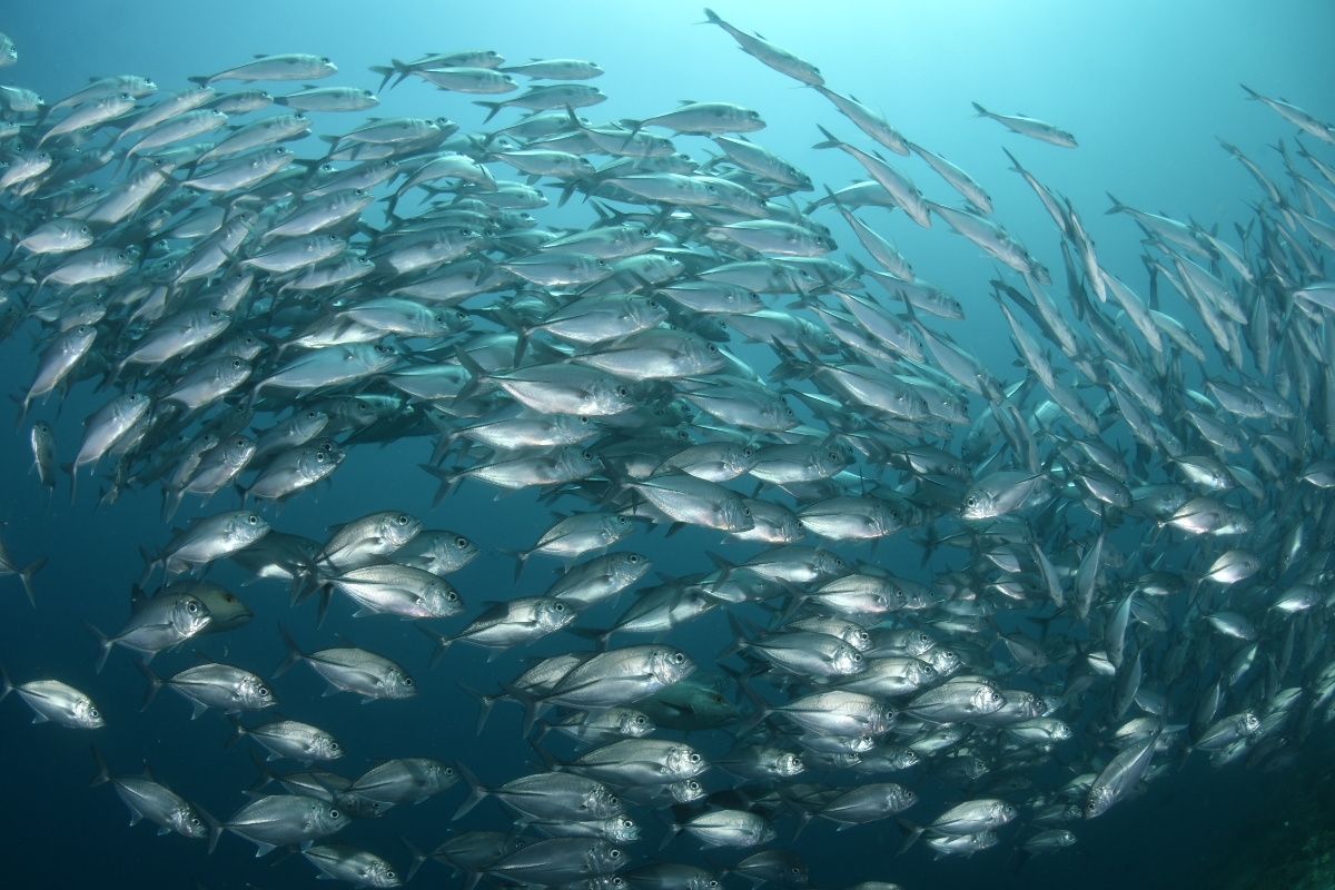 La importancia del mar en nuestra alimentación